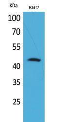 Western blot analysis of K562 cells using Anti-CD48 Antibody