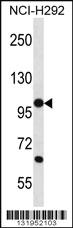 Anti-PCDHB12 Rabbit Polyclonal Antibody