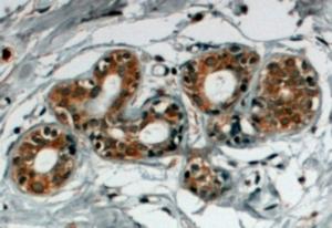 EB06217 (4 µg/ml) staining of paraffin embedded Human Breast. Steamed antigen retrieval with citrate buffer pH 6, HRP-staining.