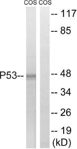 Western blot analysis of lysates from COS7 cells using Anti-p53 Antibody. The right hand lane represents a negative control, where the antibody is blocked by the immunising peptide