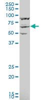 Anti-KPNA3 Mouse Polyclonal Antibody