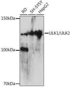 Antibody A307259-100 100 µl