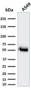 Western blot analysis of A549 cell lysate using Anti-CD14 Antibody [LPSR/2385]