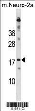 Anti-RPL30 Rabbit Polyclonal Antibody (APC (Allophycocyanin))