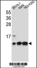 Anti-COX6B1 Rabbit Polyclonal Antibody