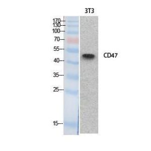 Western blot analysis of extracts from NIH 3T3 cells using Anti-CD47 Antibody