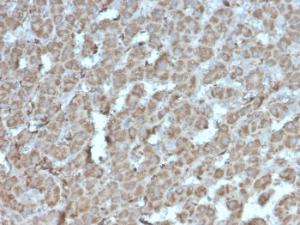 Immunohistochemical analysis of formalin-fixed, paraffin-embedded human liver tissue using Anti-TOP1MT Antibody [rTOP1MT/488]