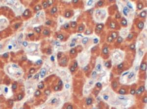 EB06252 (4 µg/ml) staining of paraffin embedded Human Liver. Steamed antigen retrieval with citrate buffer pH 6, HRP-staining.