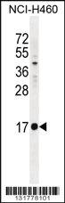 Anti-ICAM3 Rabbit Polyclonal Antibody