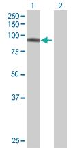 Anti-DDX50 Mouse Polyclonal Antibody