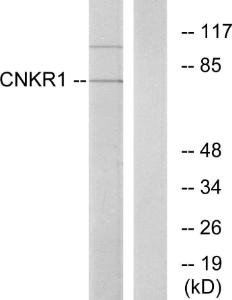 Anti-CNKSR1 Rabbit Polyclonal Antibody