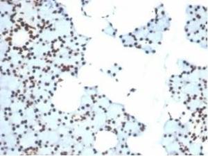 Immunohistochemical analysis of formalin-fixed, paraffin-embedded human salivary gland tissue using Anti-Ku80 Antibody [XRCC5/7315]