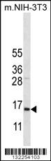 Anti-COX7A2L Rabbit Polyclonal Antibody