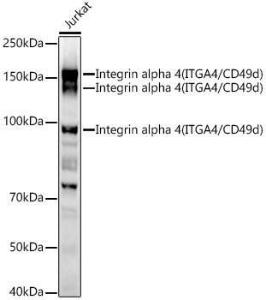 Western blot analysis of Jurkat, using Anti-Integrin alpha 4/CD49D Antibody (A12689) at 1:1000 dilution. The secondary Antibody was Goat Anti-Rabbit IgG H&L Antibody (HRP) at 1:10000 dilution. Lysates/proteins were present at 25 µg per lane