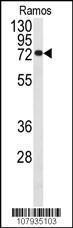 Anti-CDC25B Rabbit Polyclonal Antibody (APC (Allophycocyanin))