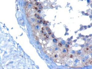 EB06276 (10 µg/ml) staining of paraffin embedded Human Testis.  Microwaved antigen retrieval with Tris/EDTA buffer pH9, HRP-staining.