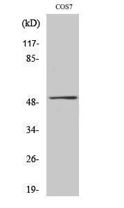 Western blot analysis of COS7 cells using Anti-p53 Antibody