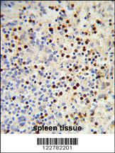 Anti-MDFIC Rabbit Polyclonal Antibody (APC (Allophycocyanin))