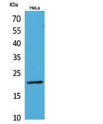 Western blot analysis of extracts from HeLa cells using Anti-CD3E Antibody