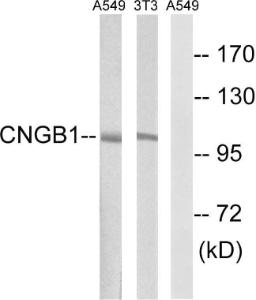 Western blot analysis of lysates from NIH/3T3 and A549 cells using Anti-CNGB1 Antibody. The right hand lane represents a negative control, where the antibody is blocked by the immunising peptide