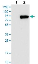 Anti-WSCD1 Rabbit Polyclonal Antibody