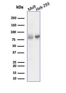 Western blot analysis of (Lane 1) MOLT-4 cell line lysate and (Lane 2) HEK293 cell line lysate using Anti-Ku80 Antibody [XRCC5/7315]