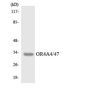 Western blot analysis of the lysates from HT 29 cells using Anti-OR4A4 + OR47 Antibody