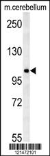 Anti-NDST2 Rabbit Polyclonal Antibody