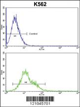 Anti-RAC2 Rabbit Polyclonal Antibody