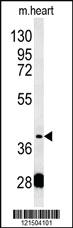 Anti-PON2 Rabbit Polyclonal Antibody