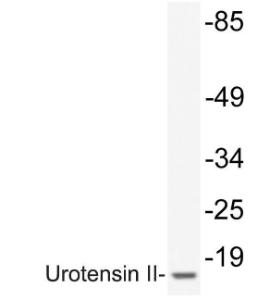 Antibody anti-urotensin II 100 µg