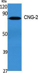 Western blot analysis of various cells using Anti-CNGA2 Antibody