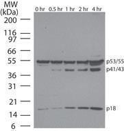 Anti-Caspase 8 Mouse Monoclonal Antibody [clone: 90A992]