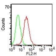 Flow cytometric analysis of KG-1 cells labeling CD34 with Anti-CD34 Antibody [ICO-115] (Red). Isotype Control (Green)