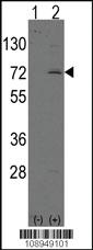 Anti-TLR7 Rabbit Polyclonal Antibody