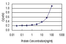 Anti-HUS1 Antibody Pair