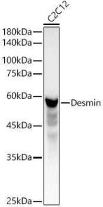 Antibody anti-DES 100 µl