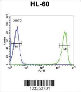 Anti-GSTT1 Rabbit Polyclonal Antibody