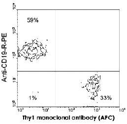 Anti-THY1 Rat Monoclonal Antibody (Spectral Red®) [clone: 30-H12]