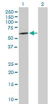 Anti-SOX30 Mouse Polyclonal Antibody