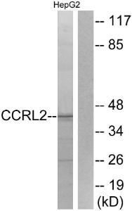 Antibody anti-CCRL2 A99833-100 100 µg