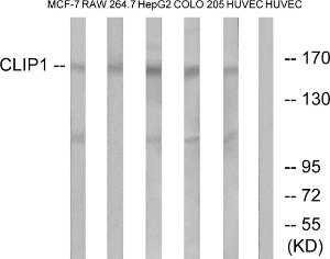 Western blot analysis of lysates from HUVEC, COLO, MCF-7, HepG and RAW264.7 cells using Anti-CLIP1 Antibody. The right hand lane represents a negative control, where the antibody is blocked by the immunising peptide