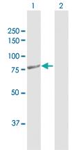 Anti-PTCD3 Rabbit Polyclonal Antibody