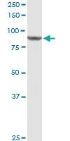 Anti-DDX50 Rabbit Polyclonal Antibody