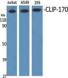 Western blot analysis of various cells using Anti-CLIP1 Antibody