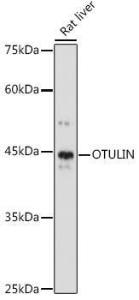 Western blot analysis of extracts of Rat liver, using Anti-OTULIN Antibody (A305722) at 1:1,000 dilution. The secondary antibody was Goat Anti-Rabbit IgG H&L Antibody (HRP) at 1:10,000 dilution.