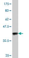 Anti-PAX4 Mouse Polyclonal Antibody