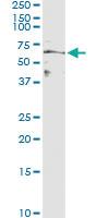 Anti-MFGE8 Antibody Pair