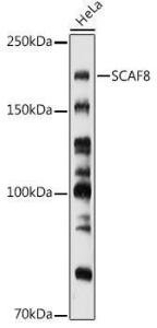 Western blot analysis of extracts of HeLa cells, using Anti-SCAF8 Antibody (A308276) at 1:1000 dilution. The secondary Antibody was Goat Anti-Rabbit IgG H&L Antibody (HRP) at 1:10000 dilution. Lysates/proteins were present at 25 µg per lane