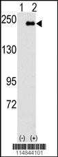 Anti-CD7 Rabbit Polyclonal Antibody